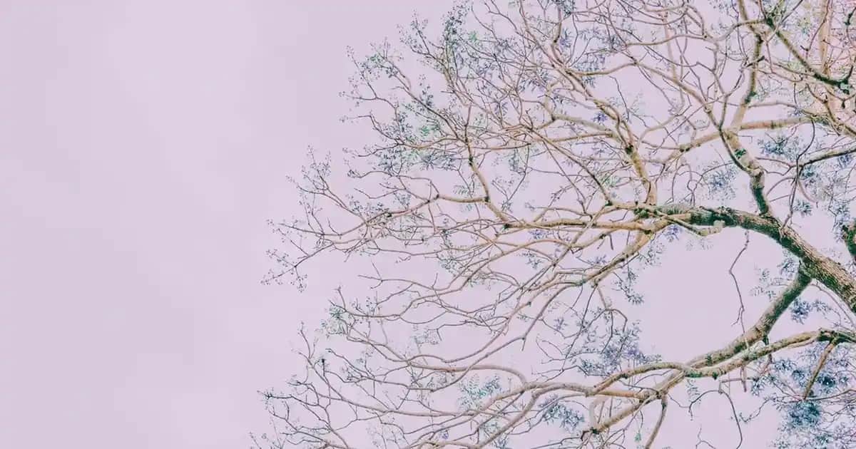 El Yapımı Çini Vazoların Fiyatları ve Dekorasyonda Kullanım İpuçları