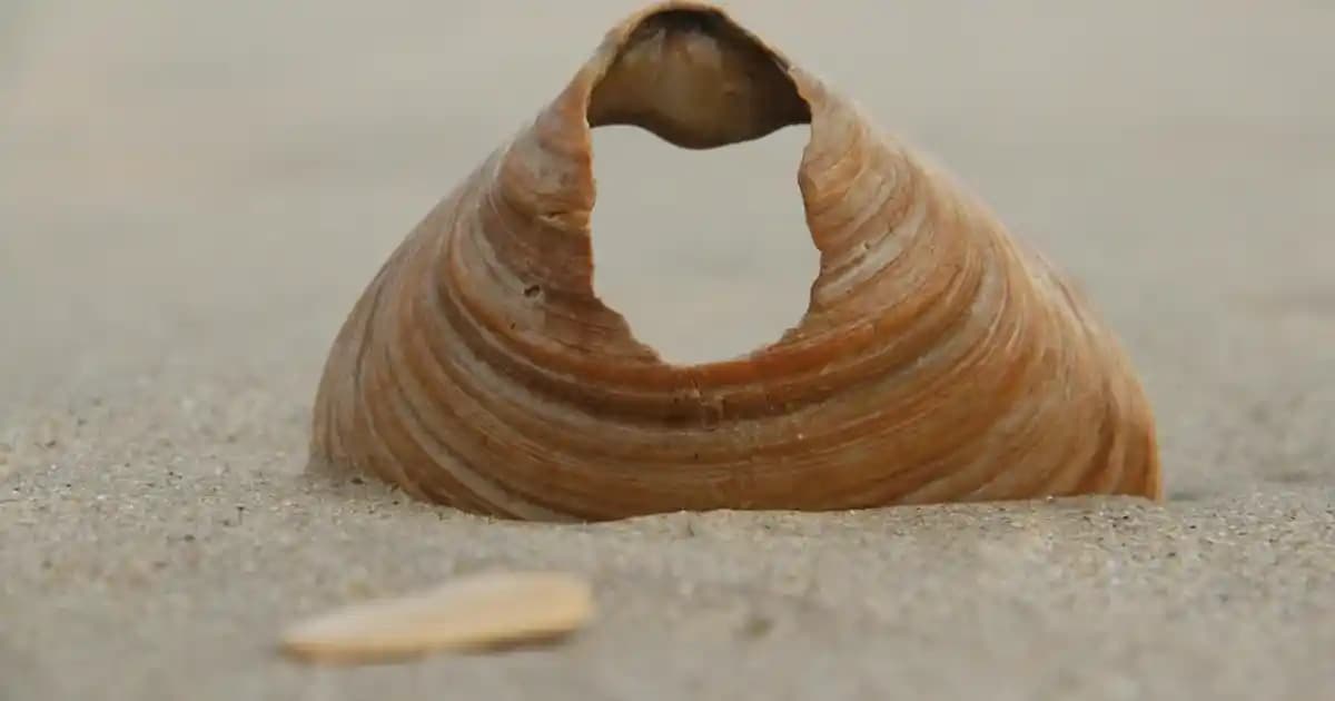 En İyi Avize Markaları ve Dekorasyon İçin Uygun Seçenekler 2025