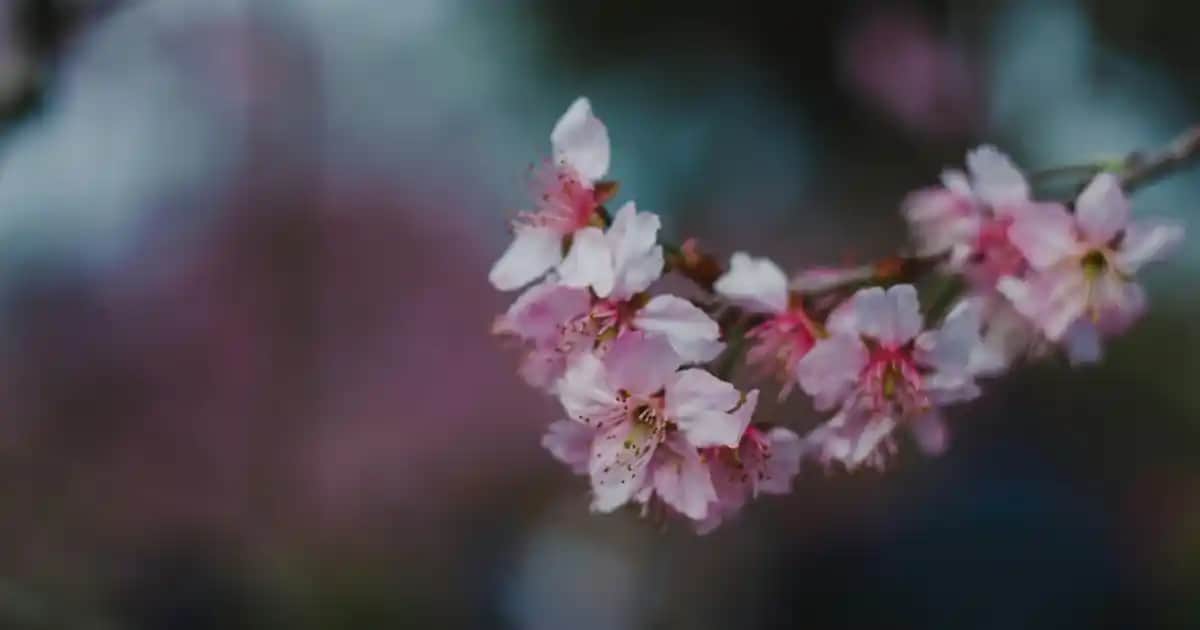 Hababam Sınıfı Beden Hocası ve Sınıf Temalı Dekorasyon Fikirleri 2023