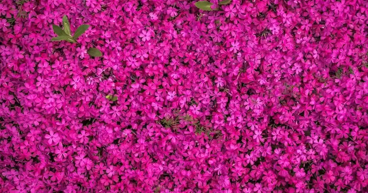 Hasır Abajur Başlıklarıyla Dekorasyonda Doğal ve Sıcak Atmosferler Yaratın