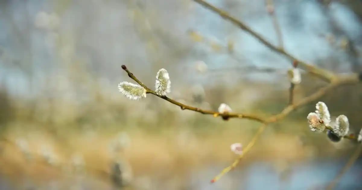 İki Kişilik Sandalye Seçimi ve Dekorasyonda Kullanım İpuçları