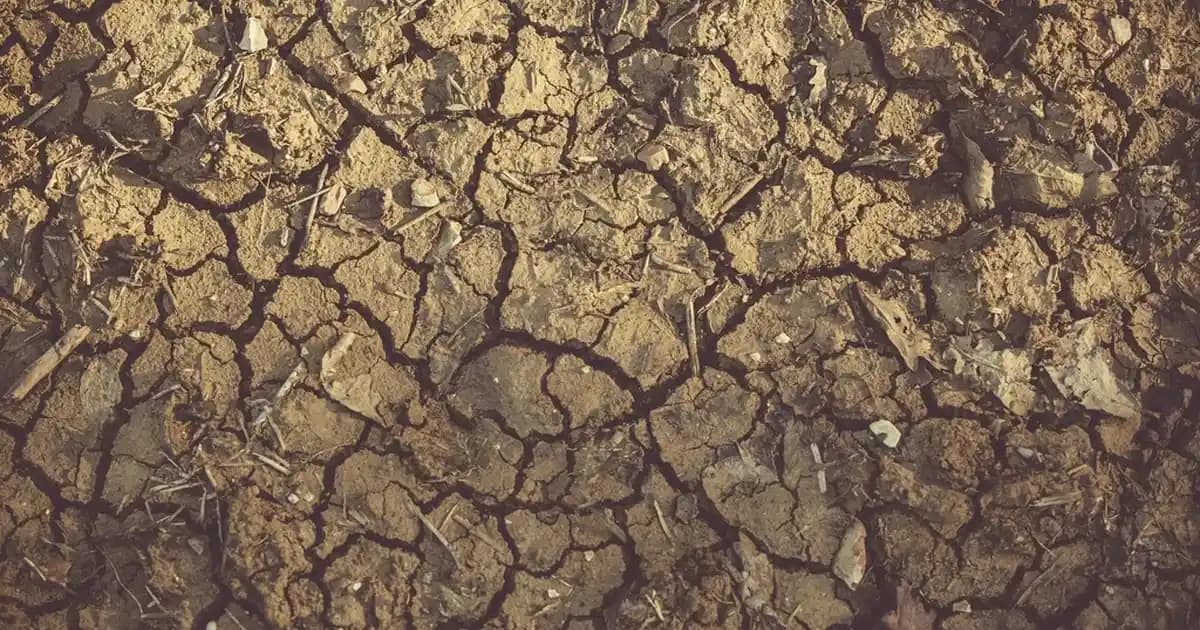 2025'te İsteme Çiçeği Saklama Çerçevesi ile Anılarınızı Sonsuza Dek Koruyun