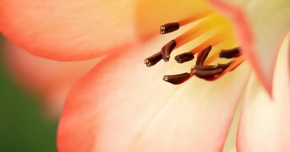 Kadife Yatak Örtüsü Seçenekleri ve Dekorasyonda Kullanım İpuçları