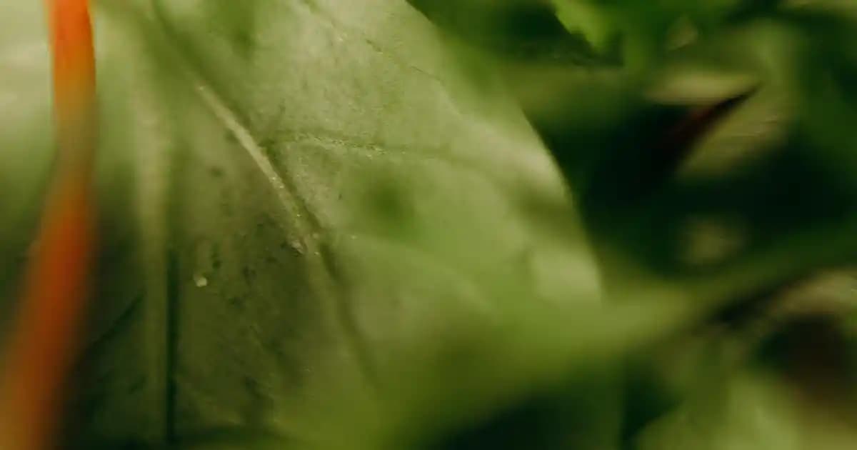 2025'te Masif Ağaç Kitaplıklarla Evinize Doğal Sıcaklık Katın