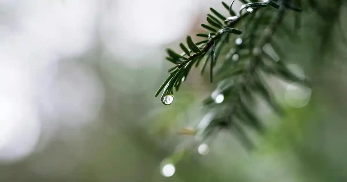 Miocasa Halı Koleksiyonlarıyla Dekorasyonunuza Zarif ve Fonksiyonel Dokunuşlar