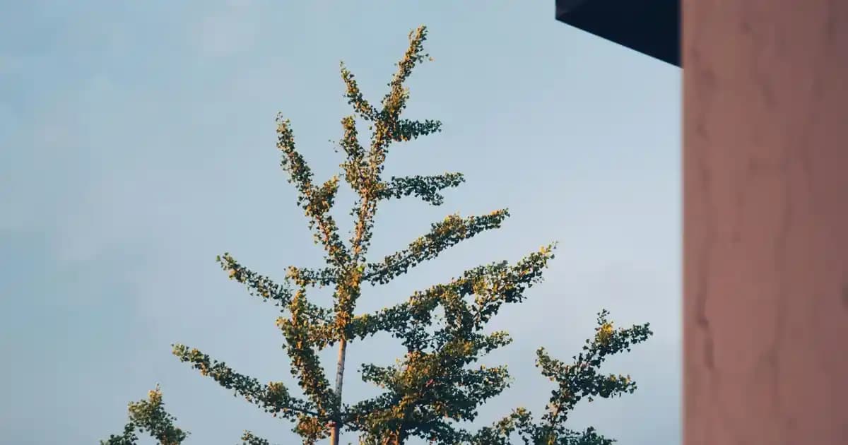 Modern Dekorasyon İçin Şeffaf Orta Sehpa Modelleri ve Dekorasyon İpuçları