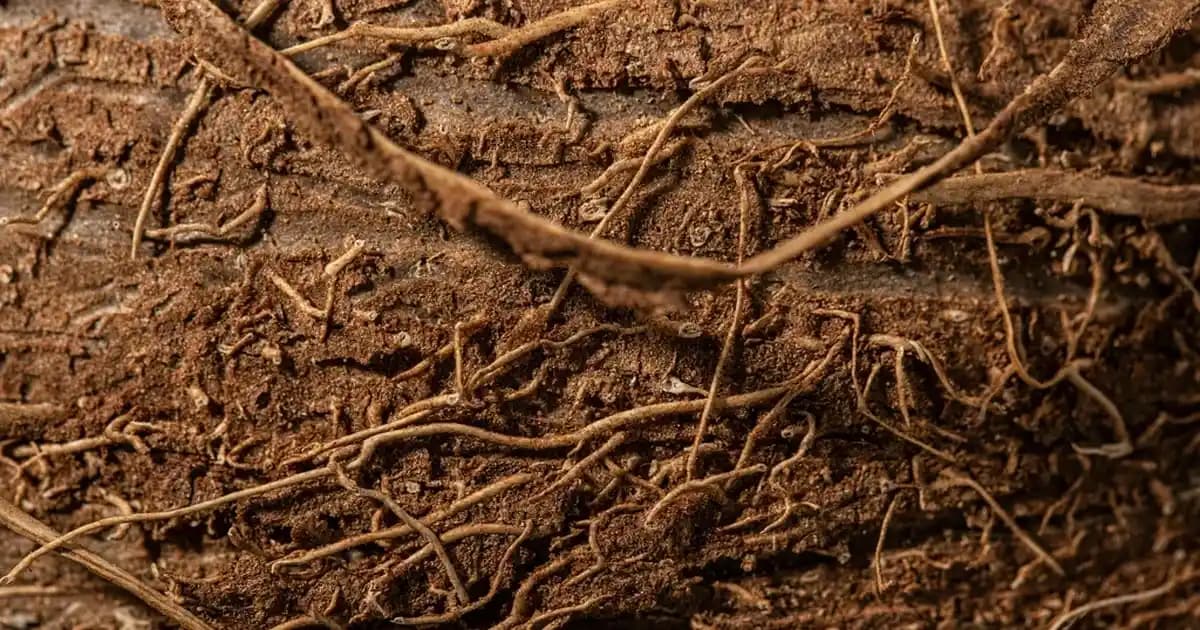 Modern Dekorasyonda Üç Boyutlu Çerçevelerle Derinlik ve Şıklık Yaratma Rehberi