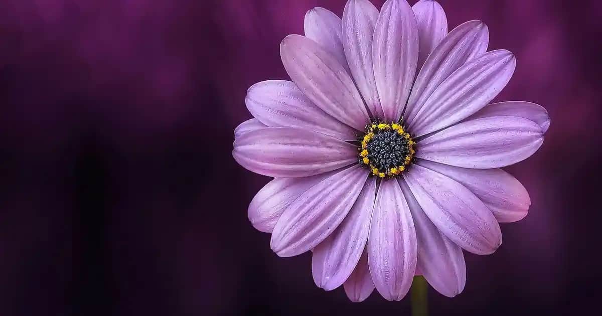 Oval Mutfak Masası Takımlarıyla Modern ve Şık Mutfak Dekorasyonu Çözümleri