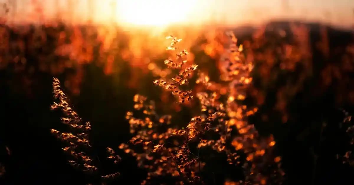 Şifonyer Kulpları: Dekorasyonda Stil ve Fonksiyonelliği Birleştiren Seçenekler