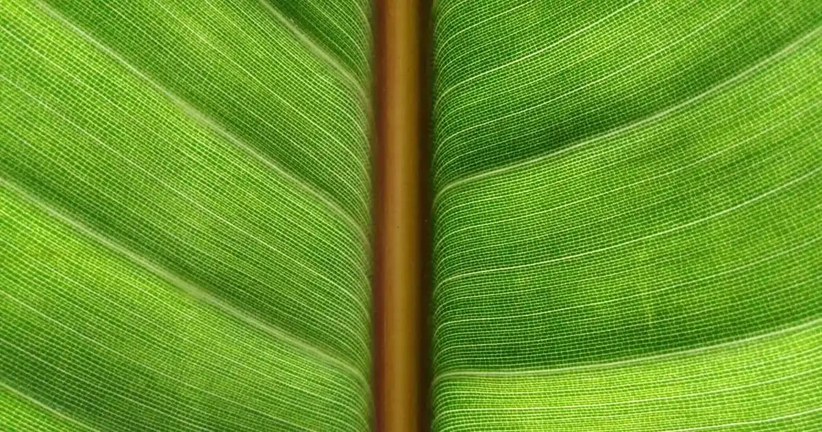 Tahta Yemek Masaları Dekorasyonunda Doğallık ve Şıklık Sağlayan Çeşitler ve Seçim İpuçları