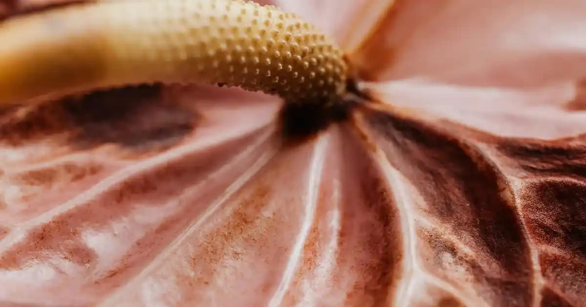 Yatak Örtüsü Seçiminde Dikkat Edilmesi Gerekenler ve Linens Bsp Ürünleri