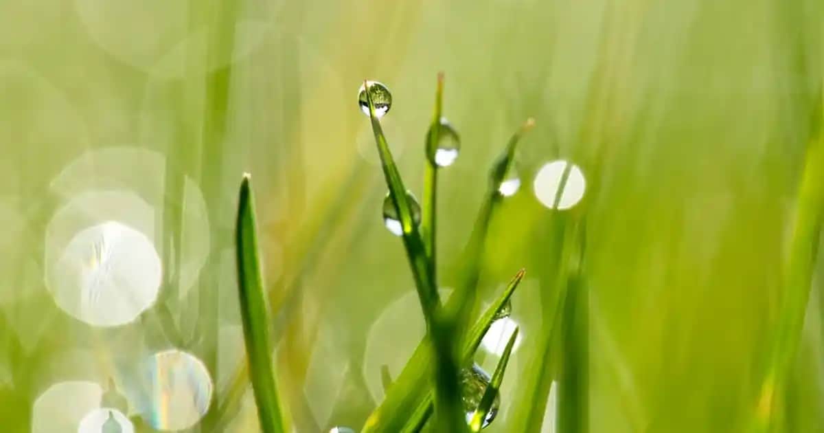 Yılbaşı Ağacı Halısı Seçenekleri ve Dekorasyon İpuçları 2024