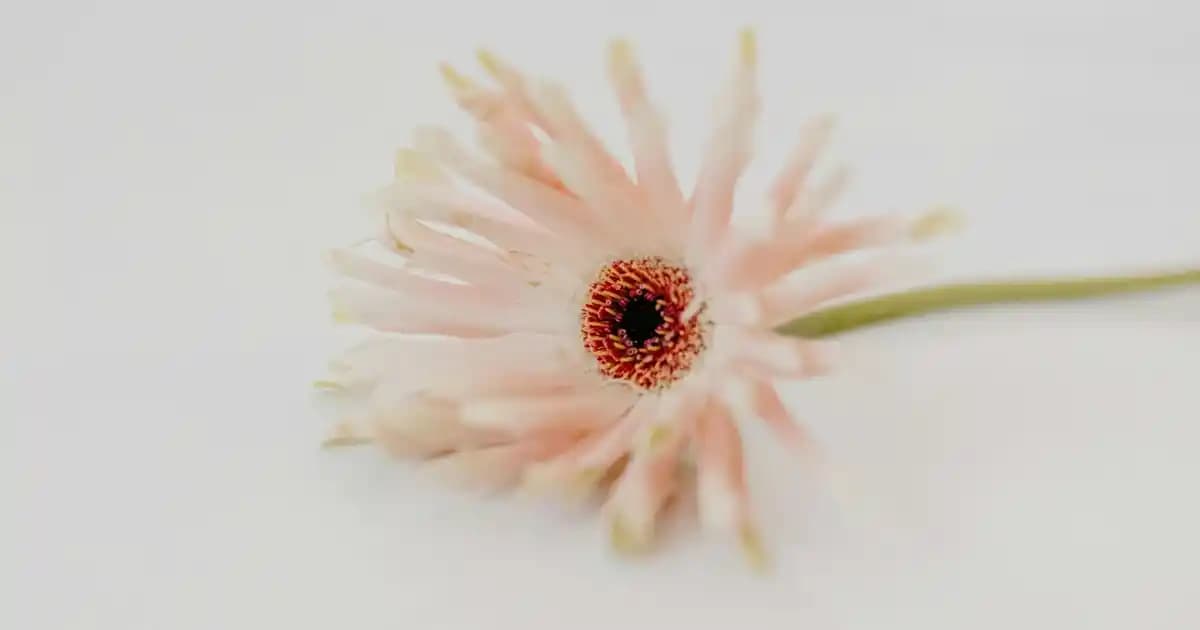 Yün Battaniyelerle Dekorasyonda Şıklık ve Sıcaklık Bir Arada Sağlanır