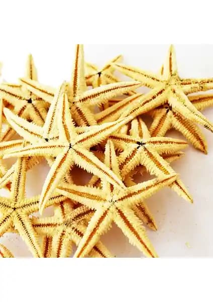 Ev Dekorasyonunda Deniz Teması ve Doğal Deniz Yıldızı Kullanım Rehberi