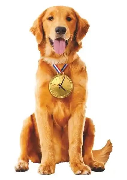 Golden Köpek Sallanan Sarkaçlı Duvar Saati - Ahşap Tasarımı ve Şık Dekoratif Özellikler