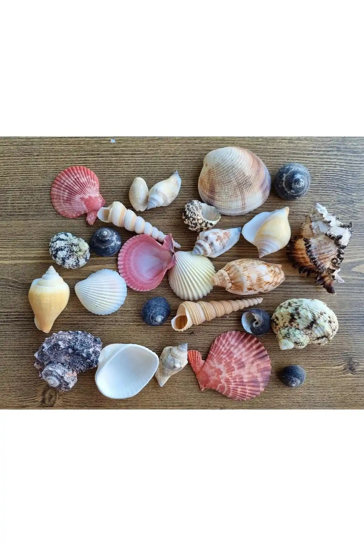 Deniz Kabukları ile Ev Dekorasyonunda Doğal ve Şık Alternatifler