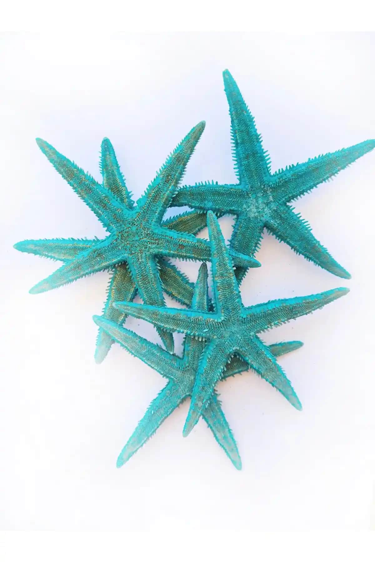 Ev Dekorasyonunda Deniz Yıl<dı>zı Kullanımı ve Karşılaştırması