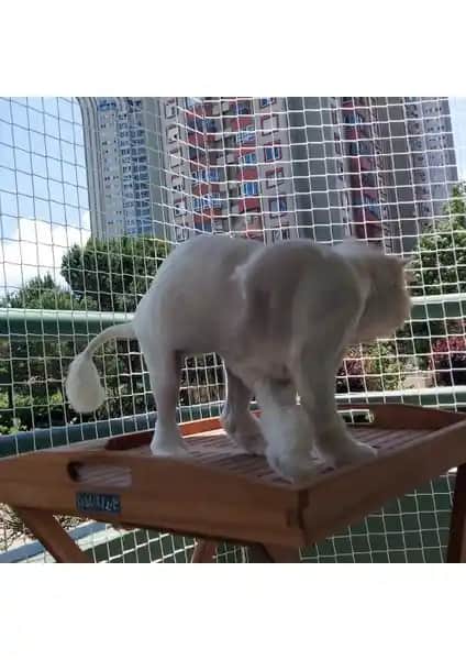 Morilu Kedi Filesi ile Balkon ve Teras Güvenliğinizi Artırın