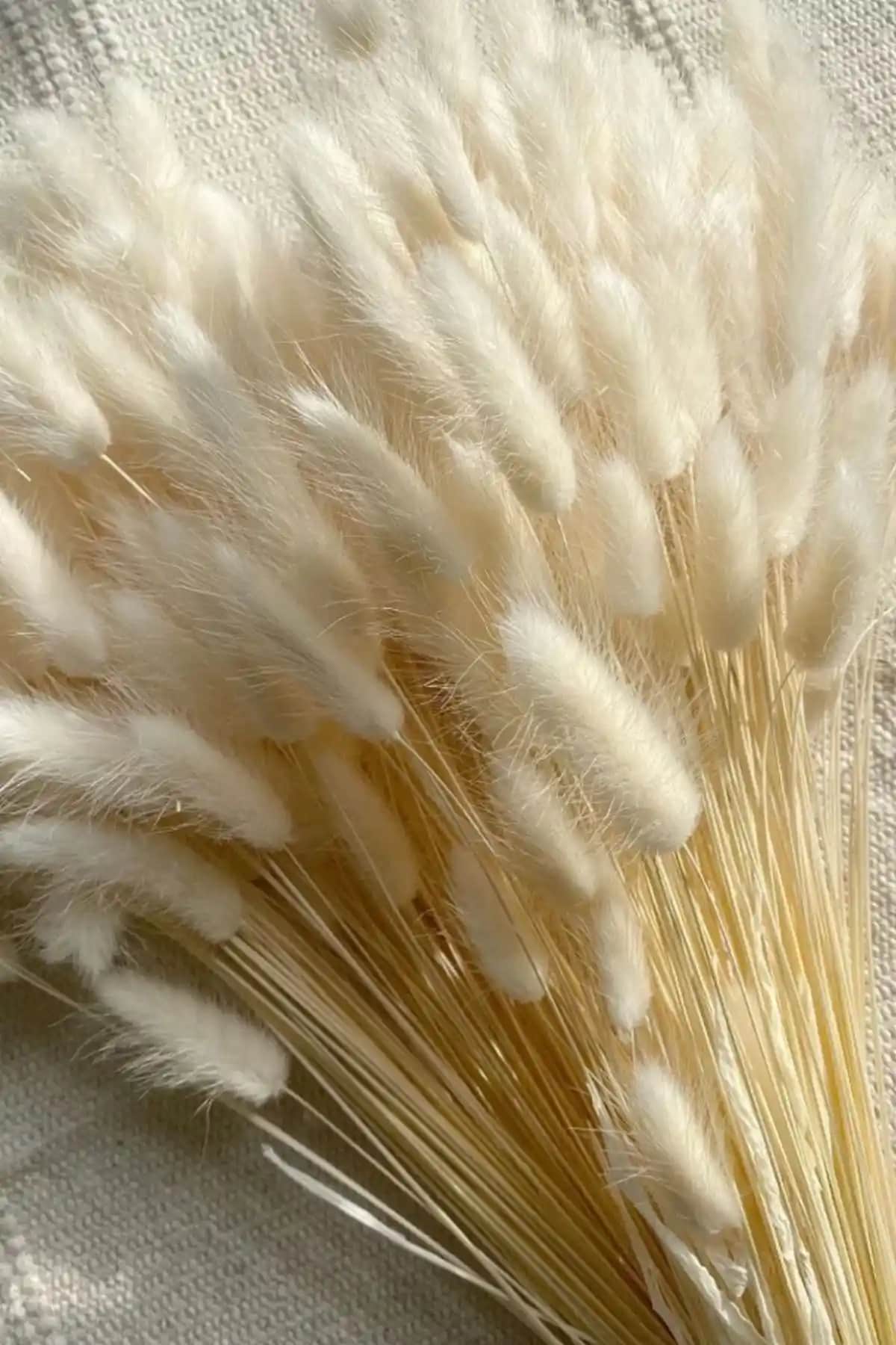 Goya Home Doğal Kurutulmuş Pamuk Otu Dekorasyon Unsuru ve Kullanım İpuçları