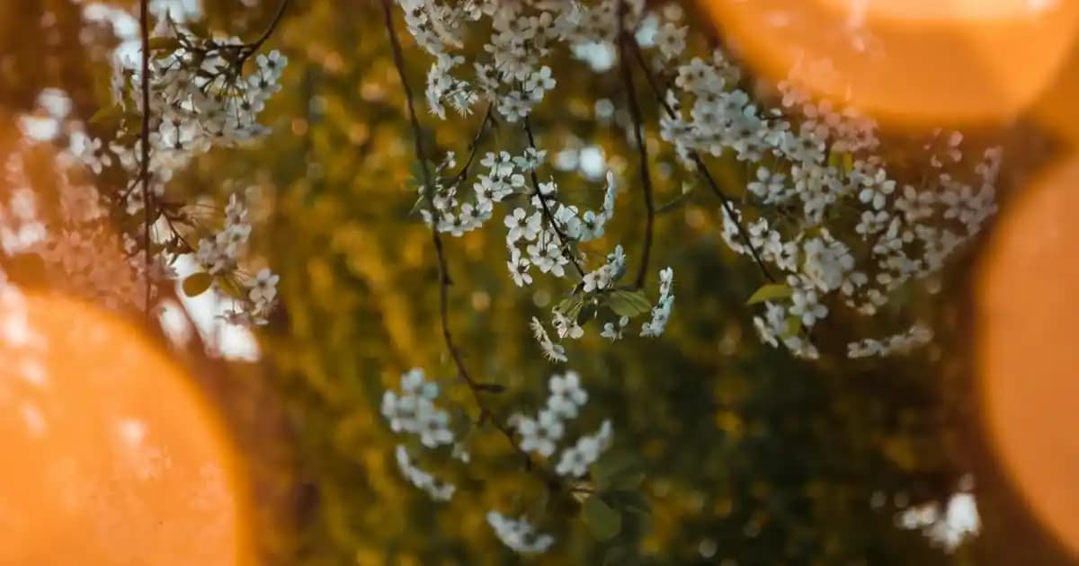 Ahşap Sunumluk Tahtası Seçimi ve Dekorasyonda Kullanım İpuçları