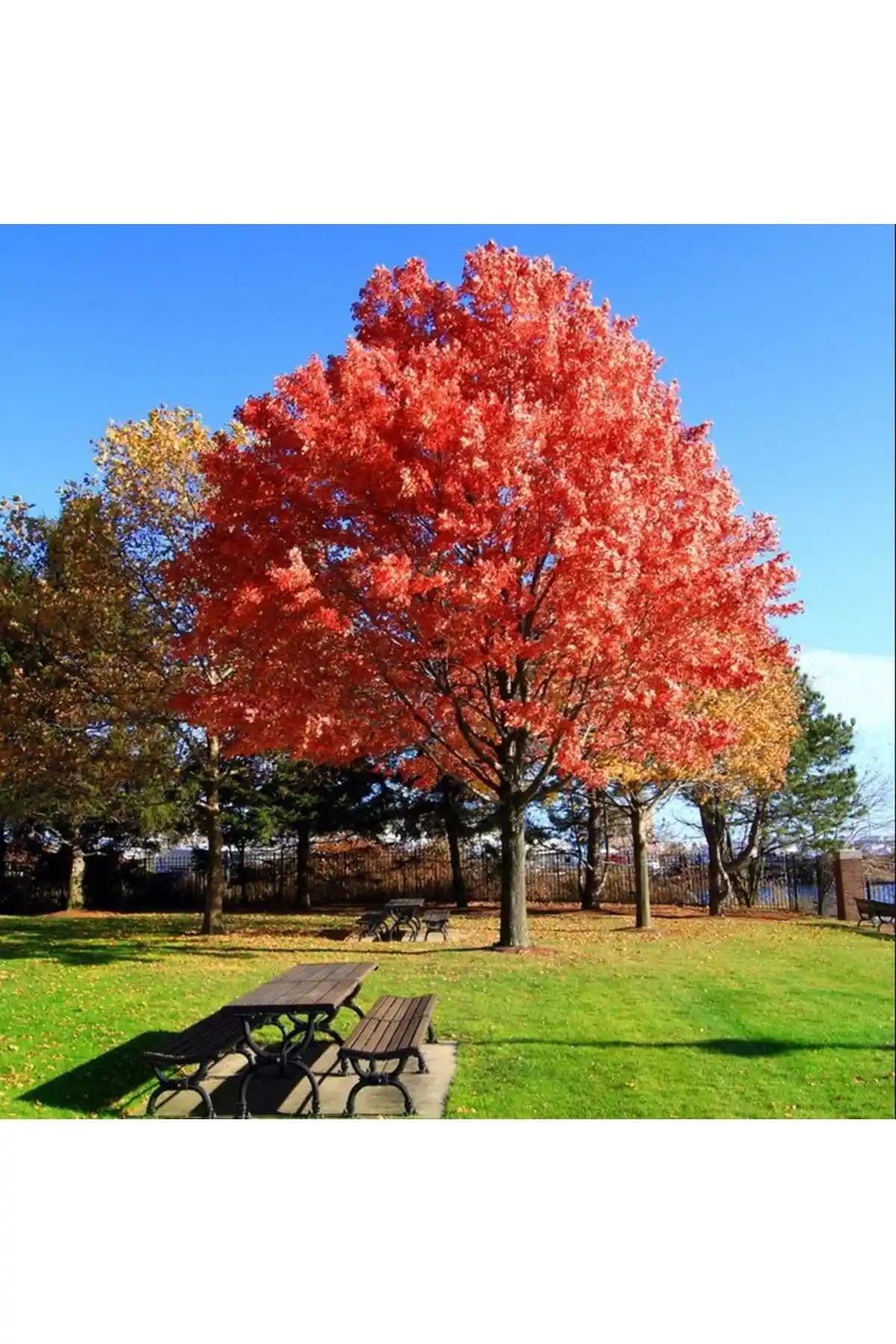 Amerikan Meşesi: Dayanıklı ve Estetik Ahşap Malzeme ile Dekorasyon ve Mobilya Çözümleri