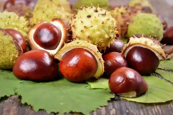 At Kestanesi Varisi ile Doğal ve Şık Dekorasyon ve Mobilya Çözümleri