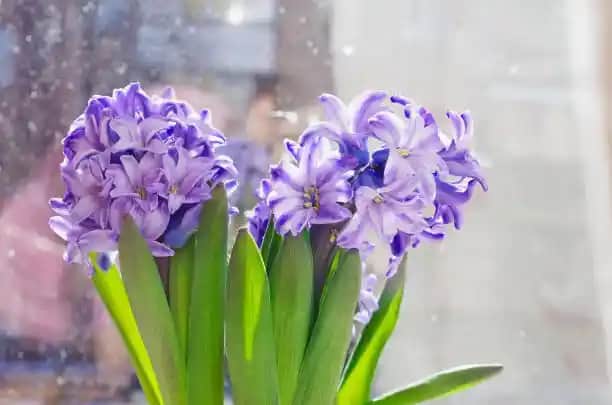 Bahçe Sümbülü Bakımı ve Dekorasyon İçin Profesyonel Rehberlik