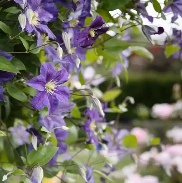 Bahçe ve İç Mekan Dekorasyonunda Sarmaşık Çiçekleri Kullanım İpuçları ve Farklı Türler