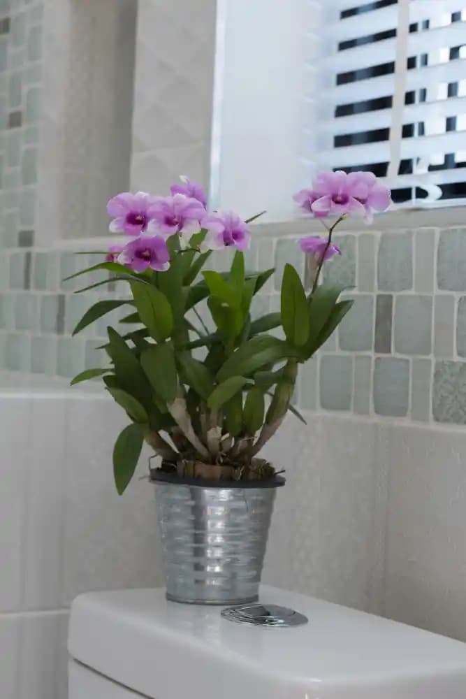 Banyo Dekorasyonunda Çiçeklerin Gücü: Estetik ve Huzur Sağlayan Bitki Seçenekleri