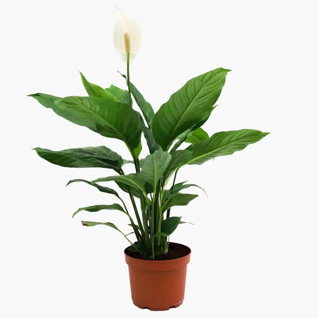 Barış Bitkisi Dekorasyonda Sakinlik ve Doğallığın En Güzel Sembolü