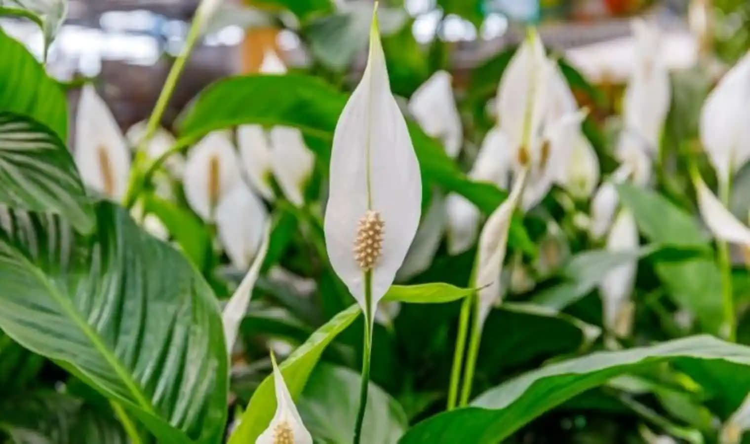 Barış Lilyumu ile Modern ve Zarif Dekorasyon Fikirleri ve Kullanım Alanları