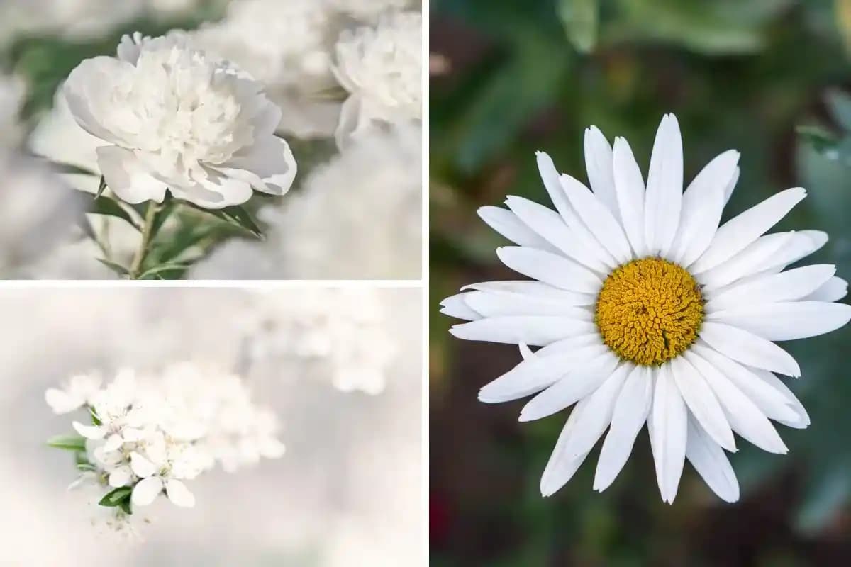 Beyaz Çiçeklerin Dekorasyonda Kullanımı ve Evinize Zarif Dokunuşlar