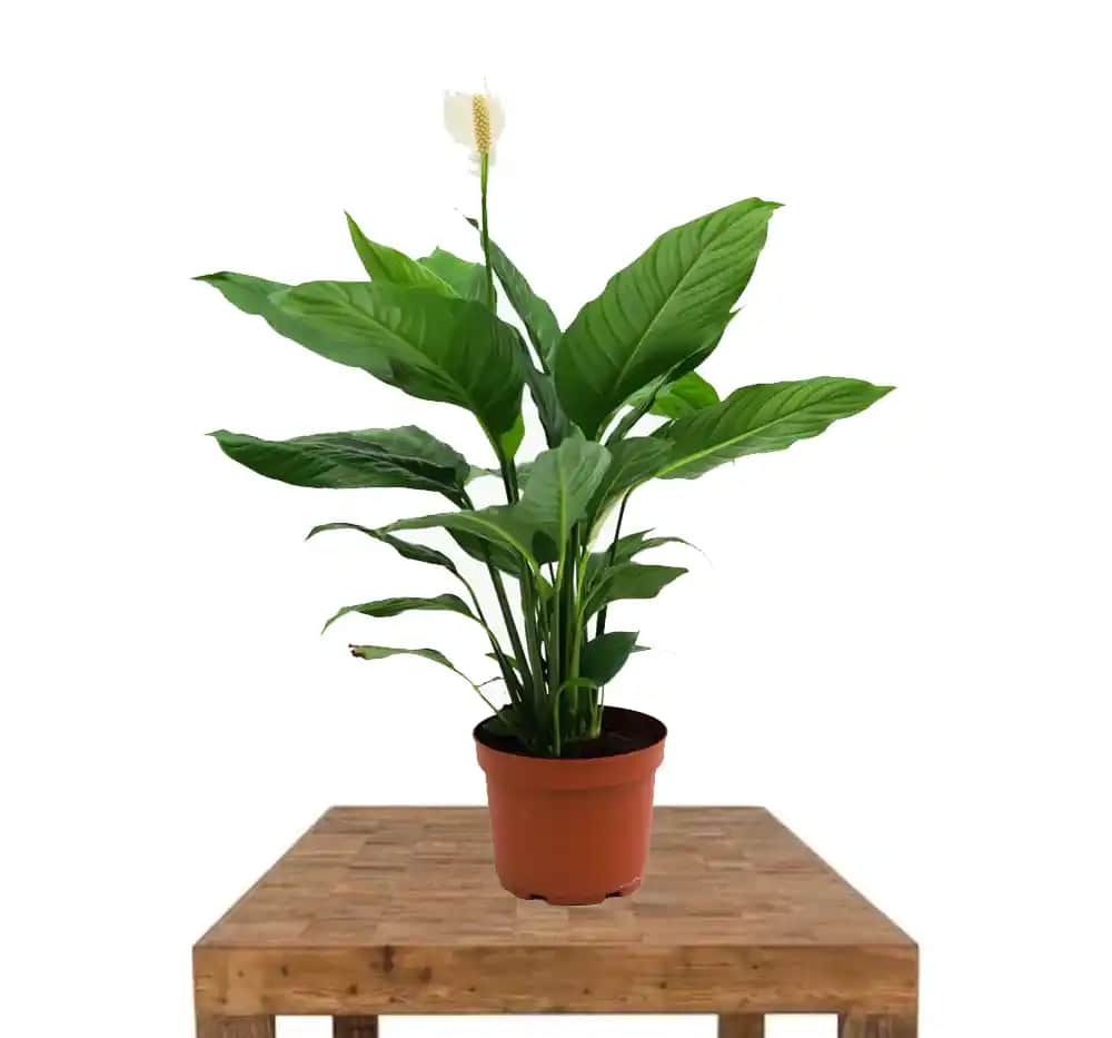 Beyaz Yelken Çiçeği ile Modern ve Zarif Dekorasyon Tavsiyeleri