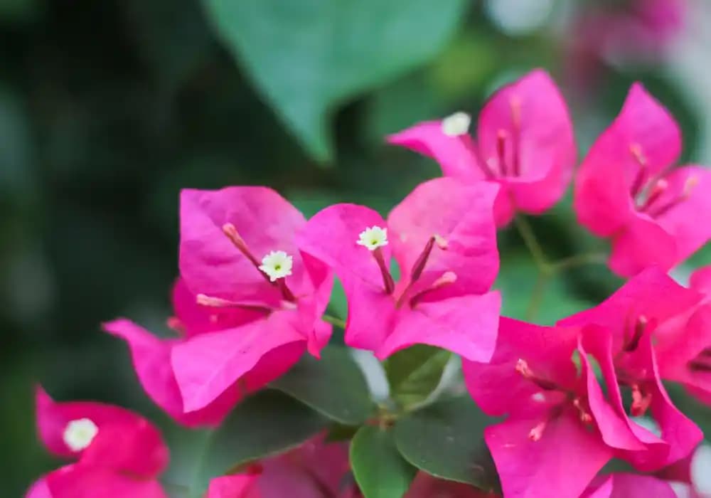 Bodrum Çiçekleriyle Dekorasyon ve Mobilyada Doğanın Zarafetini Yansıtma Rehberi