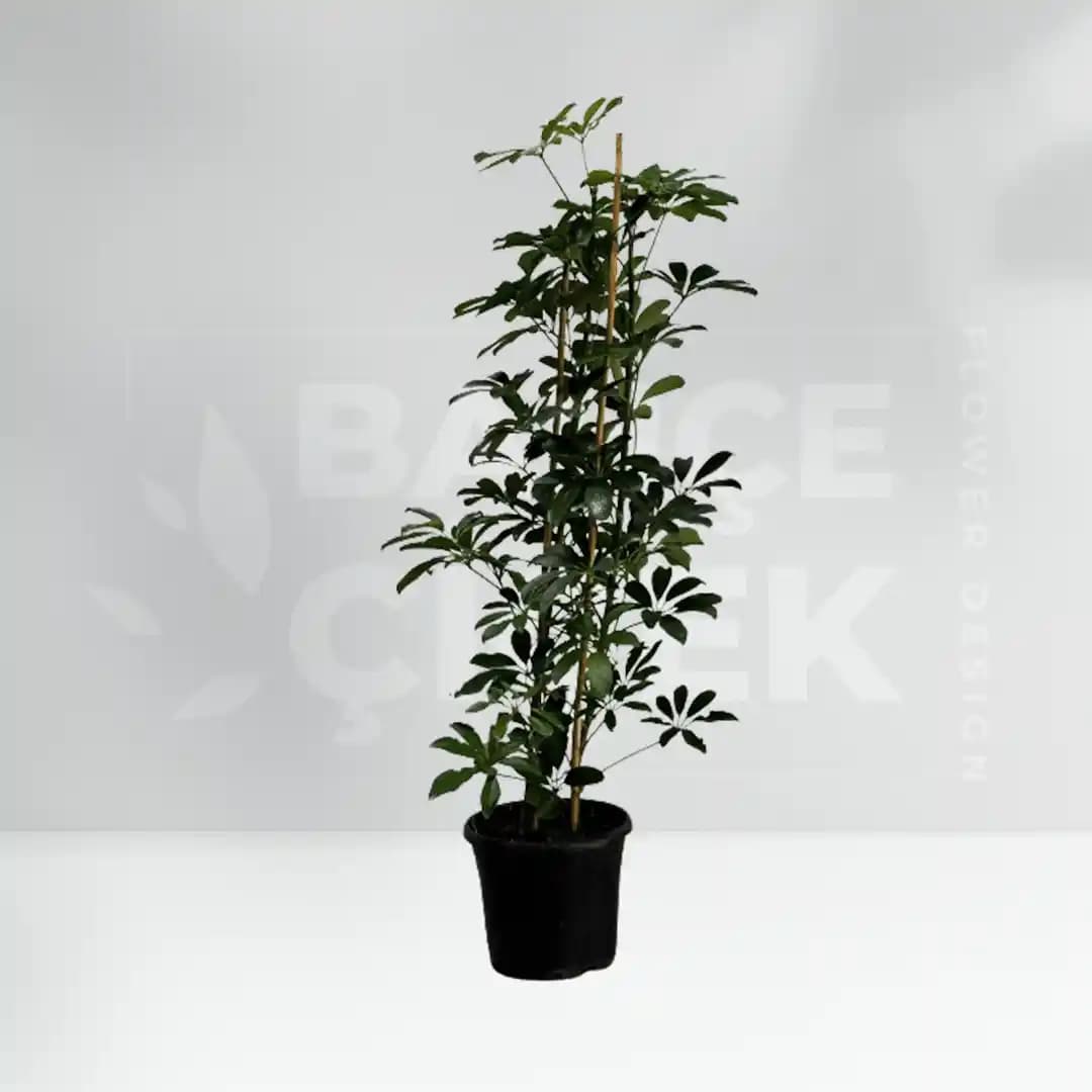 Bodur Şeflera Nedir? Dekorasyonda Kullanımı ve Bakım İpuçları