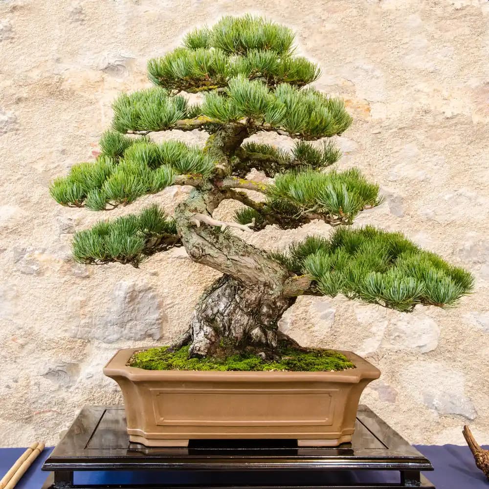 Bonsai Sanatı ve Dekorasyonda Kullanımı: Estetik ve Huzur Sağlayan Minyatür Ağaçlar