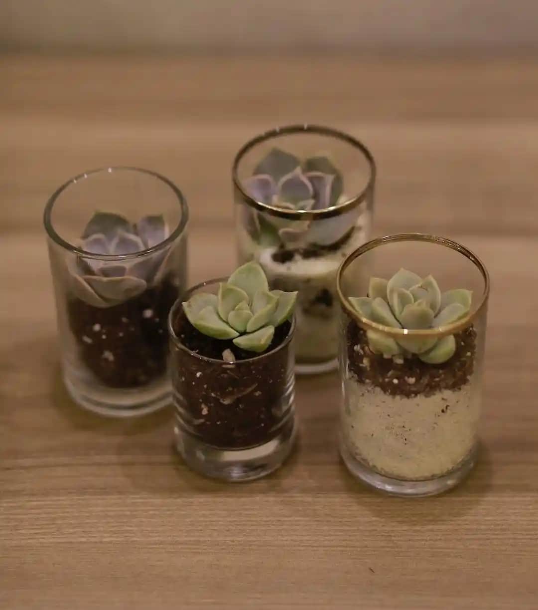 Cam Saksılar ile Dekorasyonda Şıklık ve Fonksiyonelliği Bir Arada Sunan Modern Tasarımlar