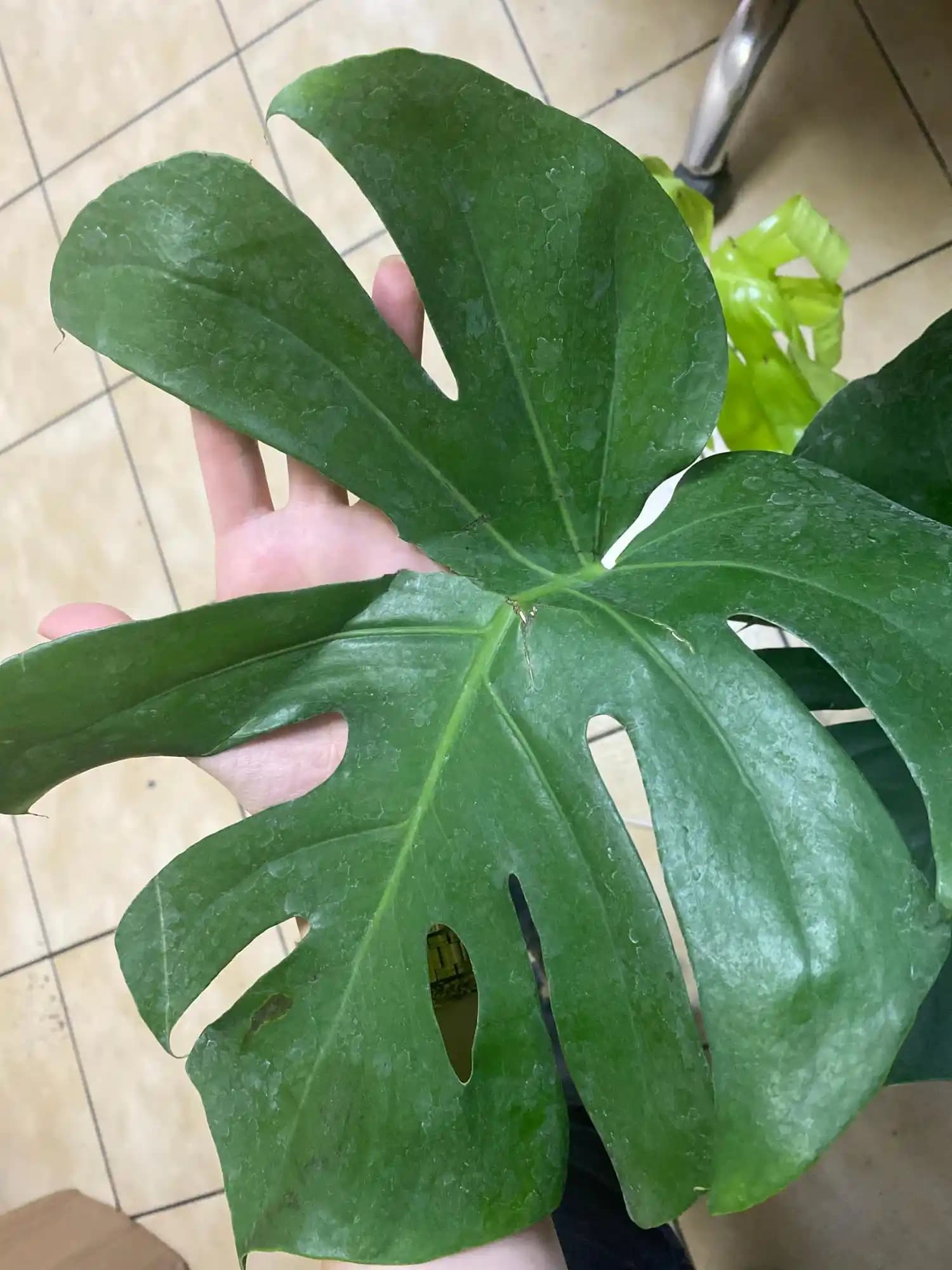 Canlı Çiçeklerle Dekorasyon: Mekânlara Doğal ve Şık Bir Dokunuş