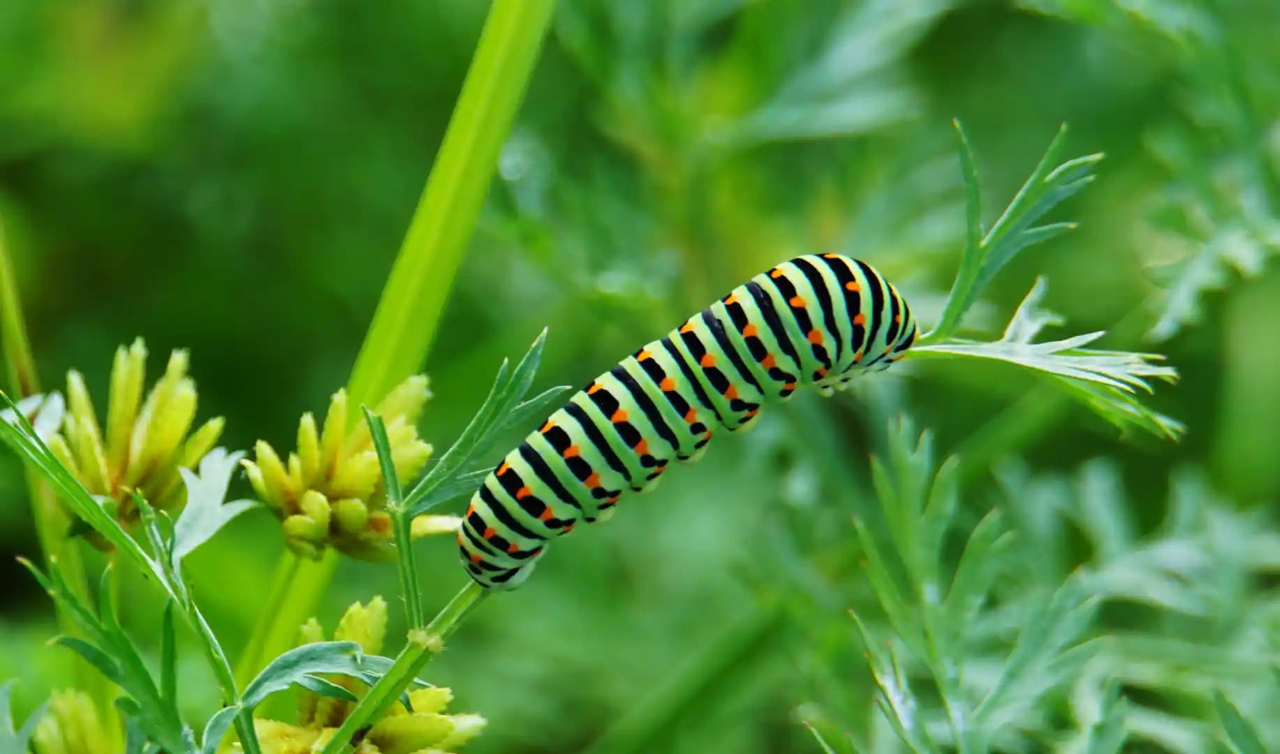 Chenille Kumaşın Dekorasyonda Kullanımı ve Avantajları Hakkında Kapsamlı Bilgi