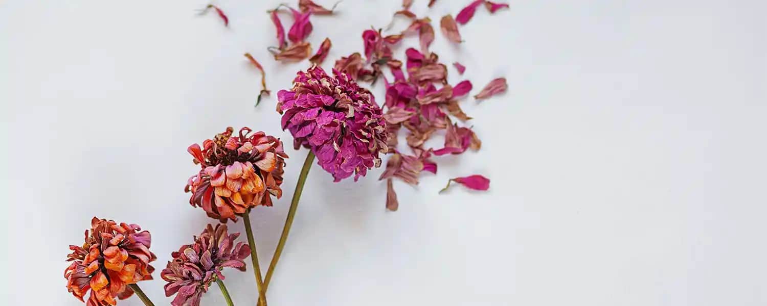 Çiçek Kurutma Yöntemleri ve Dekorasyon Fikirleri Doğal ve Estetik Mekanlar Yaratmak İçin