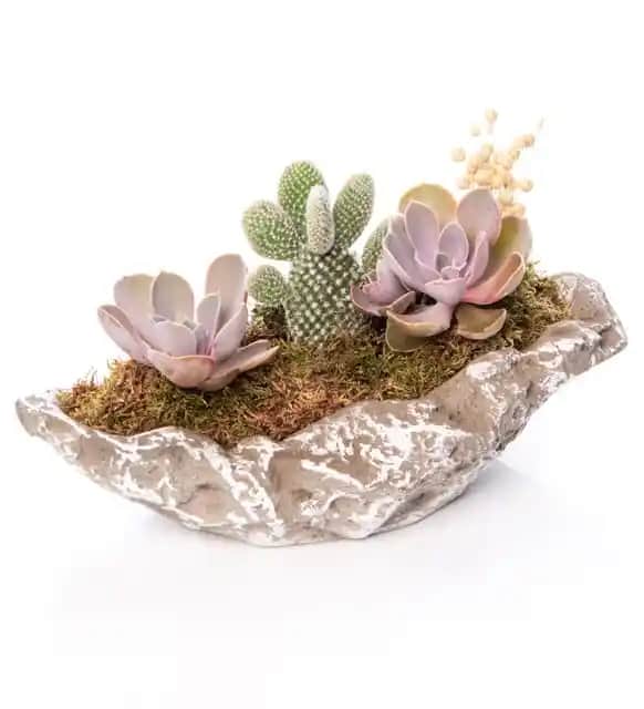 Çiçek Sepetinde Kaktüsler ile Modern ve Kolay Dekorasyon Fikirleri 2023