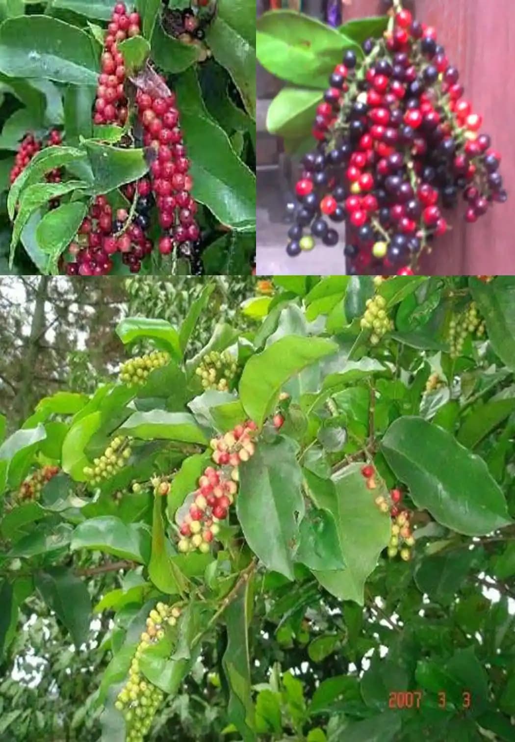 Dekorasyonda Huni Kullanımı: Doğal ve Sıcak Atmosferler Yaratmanın Yolları