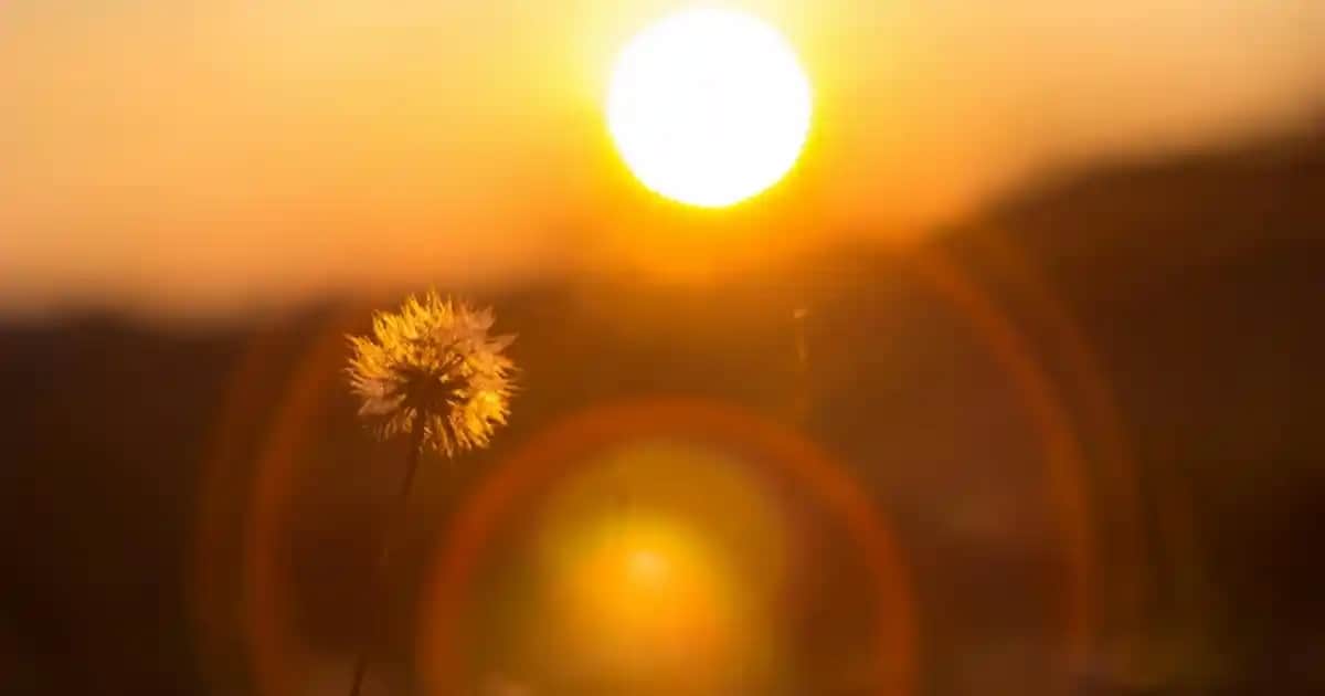 Dekorasyonda Kullanılan Bir Kase ile Mekanlara Şıklık ve İşlevsellik Katma Rehberi