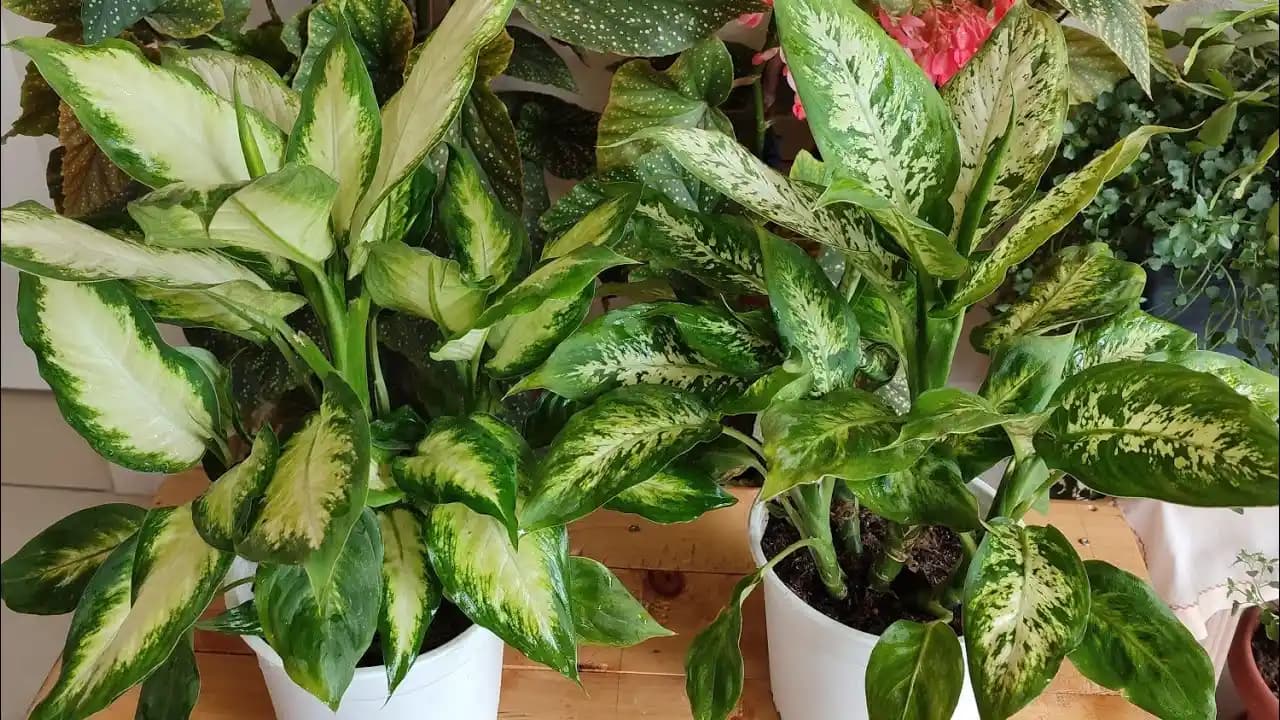 Difenbahya Çiçeği Bakımı ve Dekorasyonda Kullanımı: Pratik Rehber ve İpuçları