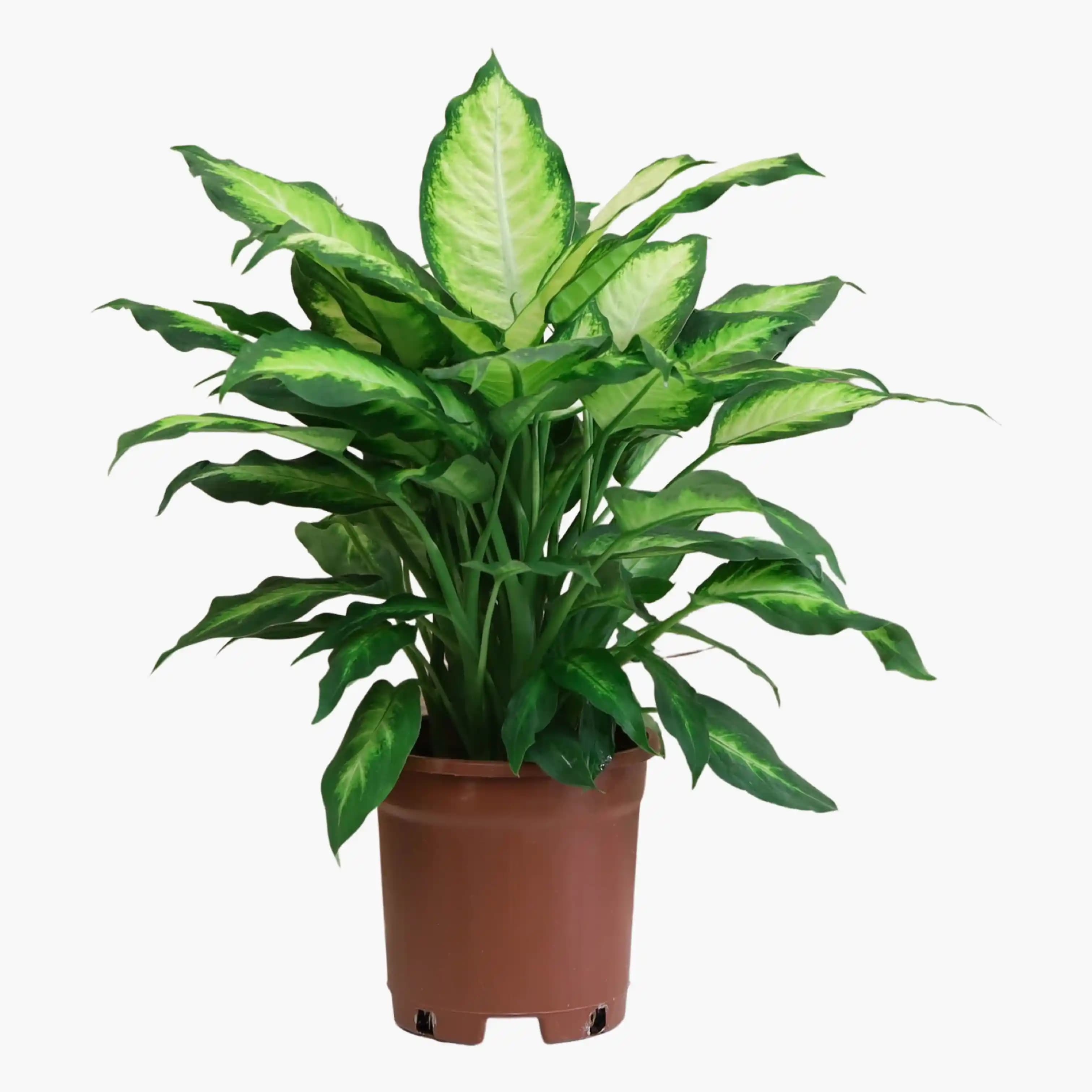 Difenbahya Çiçeği: İç Mekan Dekorasyonunda Estetik ve Kolay Bakım Rehberi