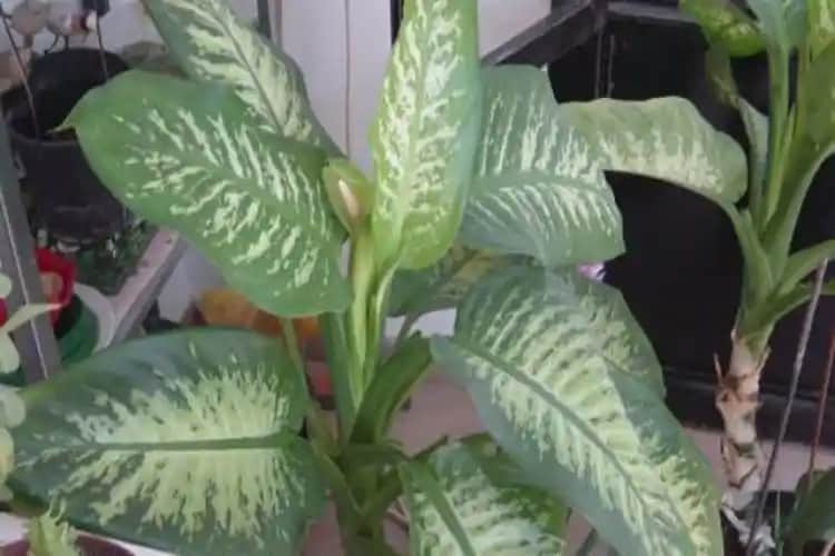 Difenbahya Çiçeğinin Yapraklarının Sararmasının Nedenleri ve Çözüm Yolları