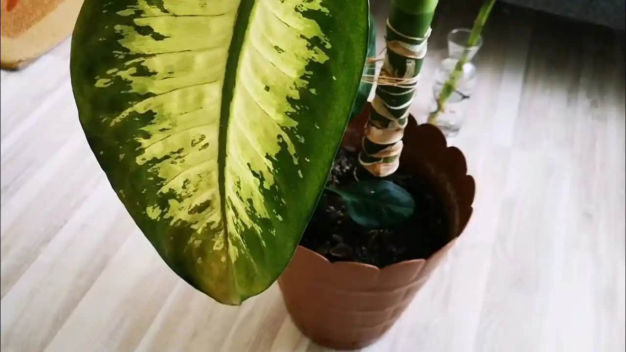 Difenbahya Yapraklarının Sararmasının Nedenleri ve Etkili Bakım Yöntemleri