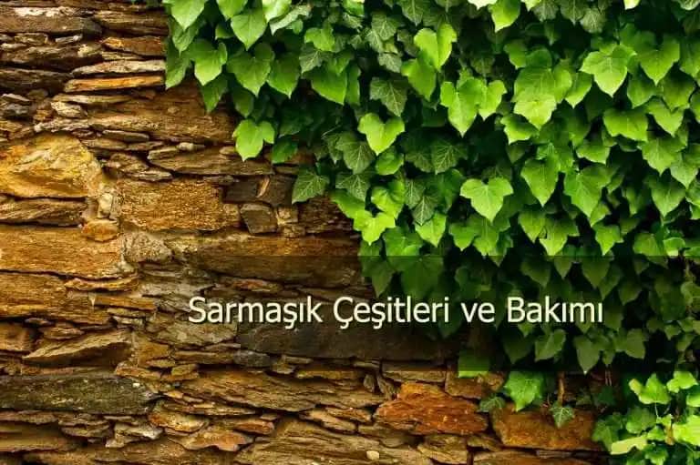 Duvar Sarmaşık Çeşitleri ve Dekorasyonda Kullanım İpuçları