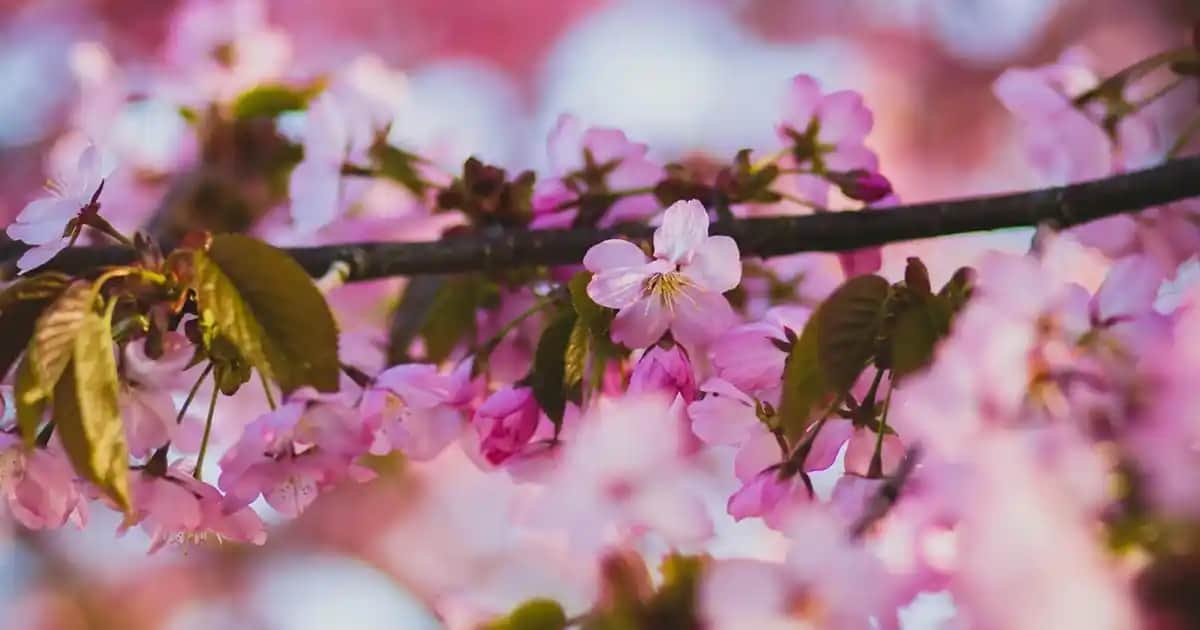 Duvar Yelpazeleri ile Mekânlarda Estetik ve Fonksiyonelliği Artırma Rehberi