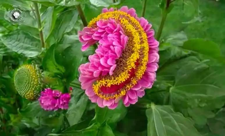 En Çok Sevilen Çiçekler ve Dekorasyonda Kullanım İpuçları Hakkında Kapsamlı Rehber